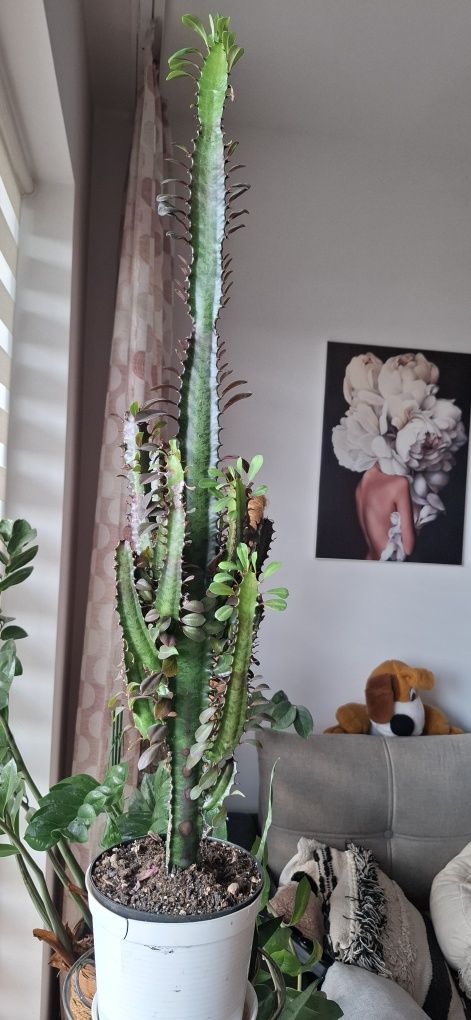 Wilczomlecz wysokość 86 cm