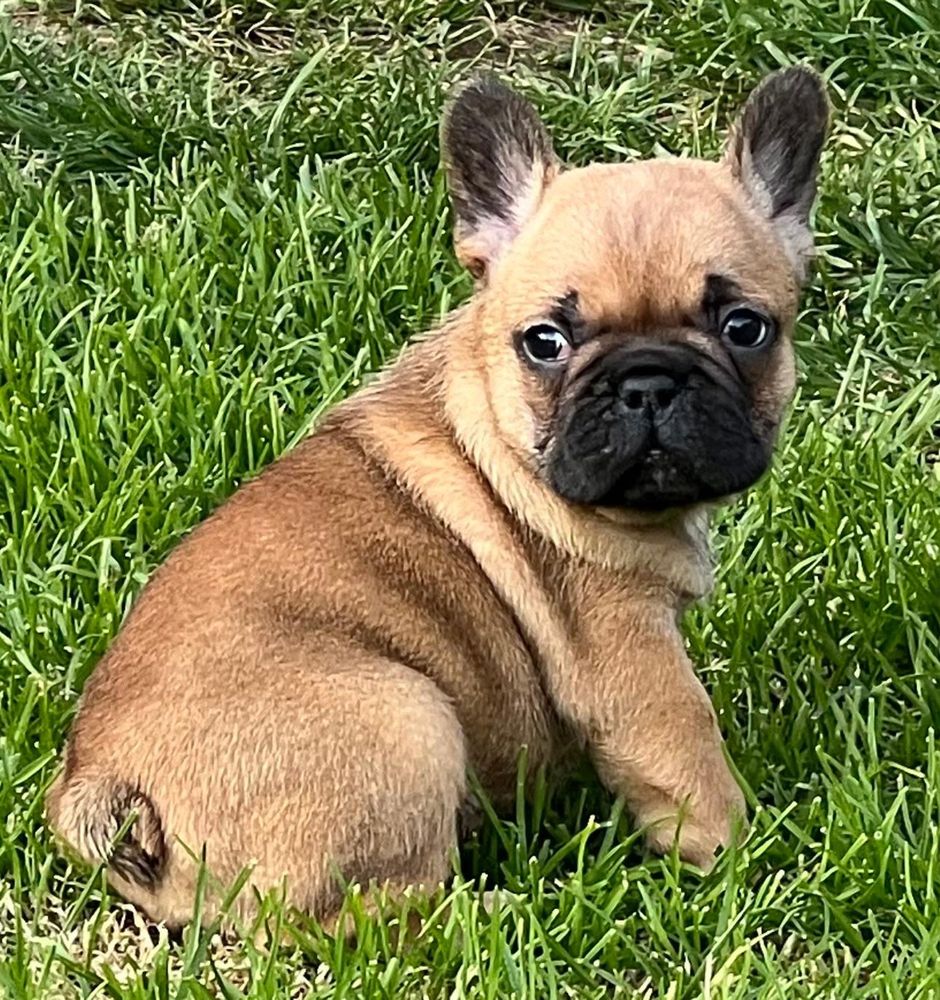 Sprzedam pieska Buldog Francuski