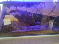 Akwarium leddy 50 l