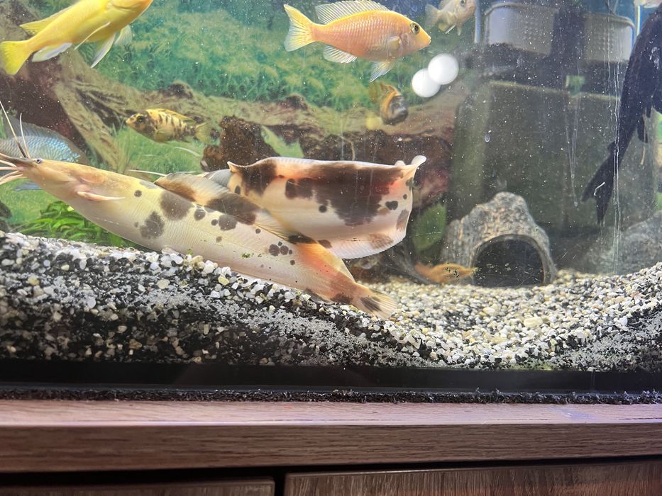 Sumy  - 25/30 cm. Oddam