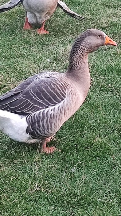 Kaczki czekoladowe i Gęsi Landes