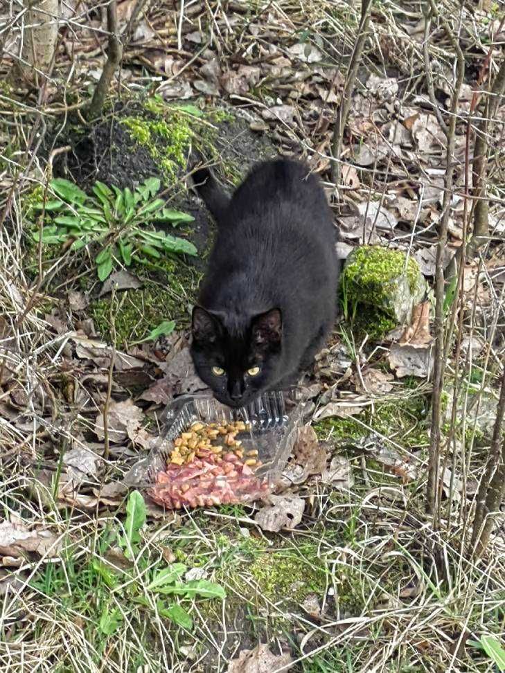 cztery, czarne, 7 mies.  kotki oraz młoda bura kotka szukają domu