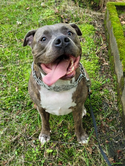 Zadbany amstaff pilnie szuka domu / oddam w dobre ręce