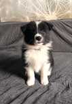 Piesek Border Collie FCI gotowy do zmiany domu