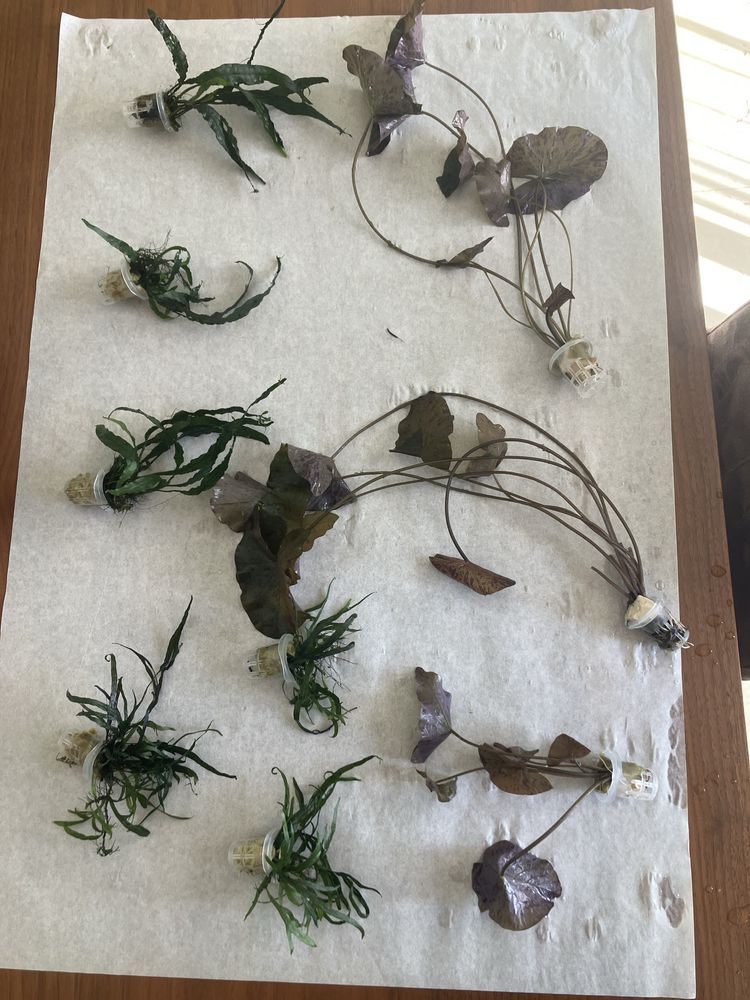 Plantas de aquario