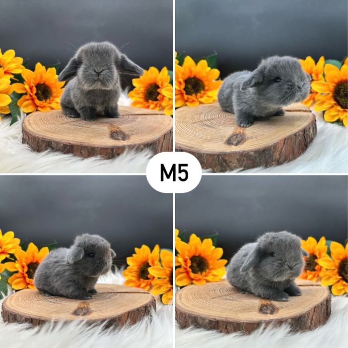 Króliczki Mini Lop
