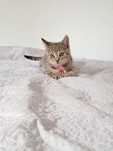 CRUX - 3 miesięczna mała bura koteczka do adopcji