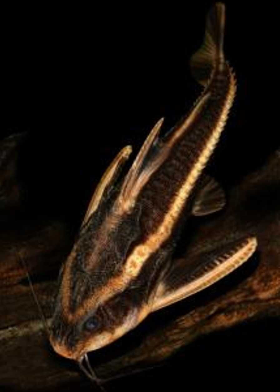 Sum liniowy - Platydora kolczasta - Platydoras armatulus - dowóz