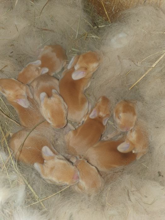 Кролики породи Бургундія