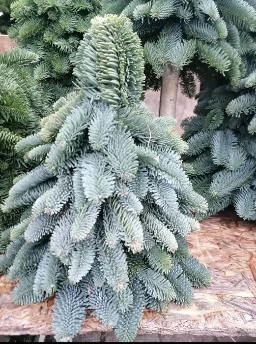 Choinka z jodły nobillis 30 cm