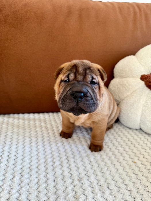 Shar pei szczenię z rodowodem ZKWP FCI