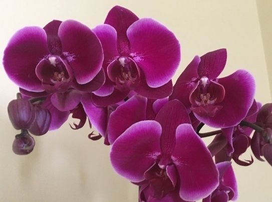 Орхидея фаленопсис, Jewel, пень