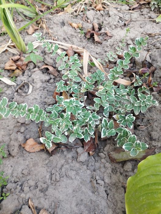 Бересклет форчуна