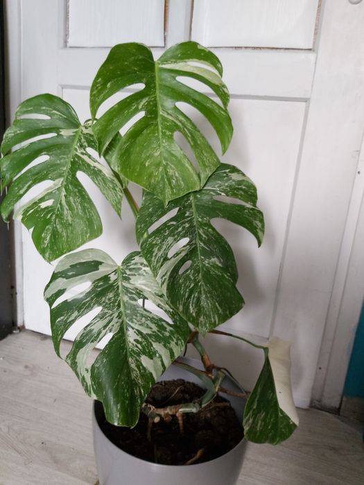 Monstera variegata roślina doniczkowa