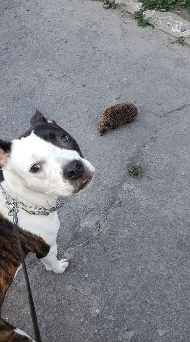 Пропала собака девочка