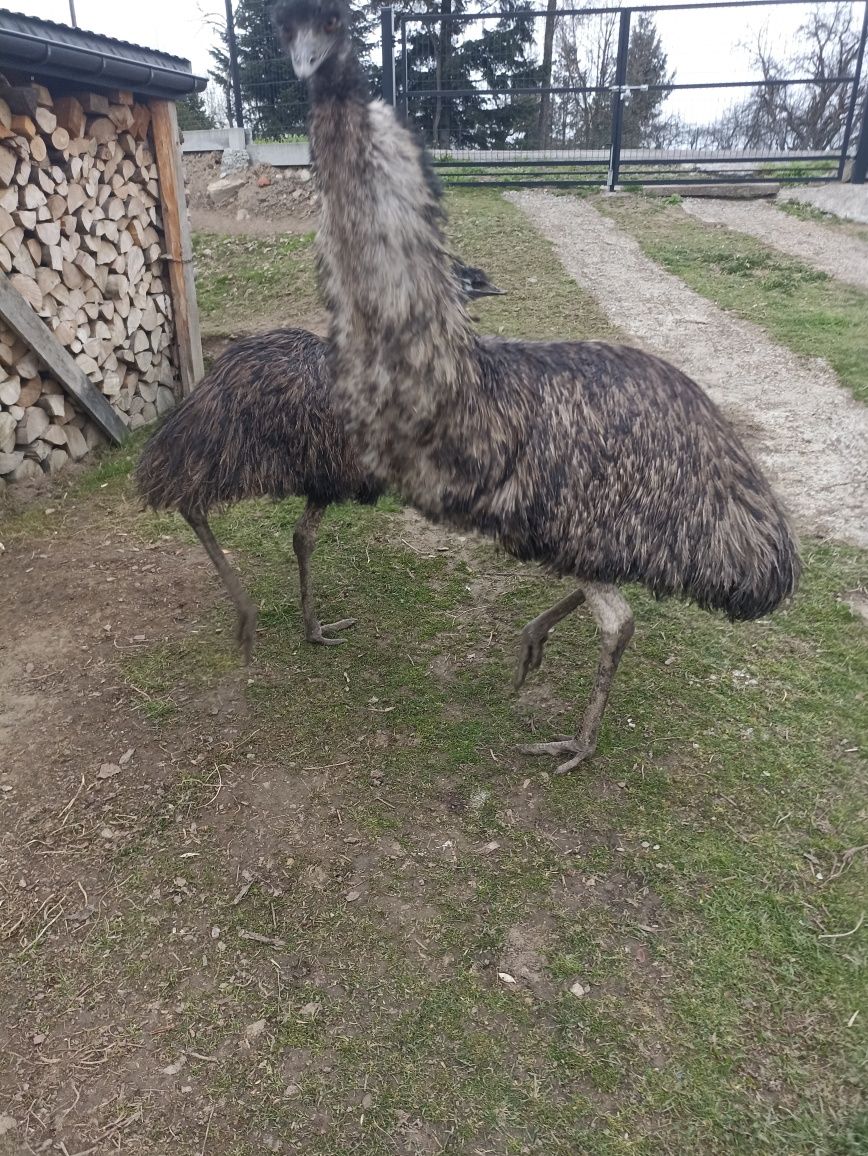 Sprzedam strusie emu.