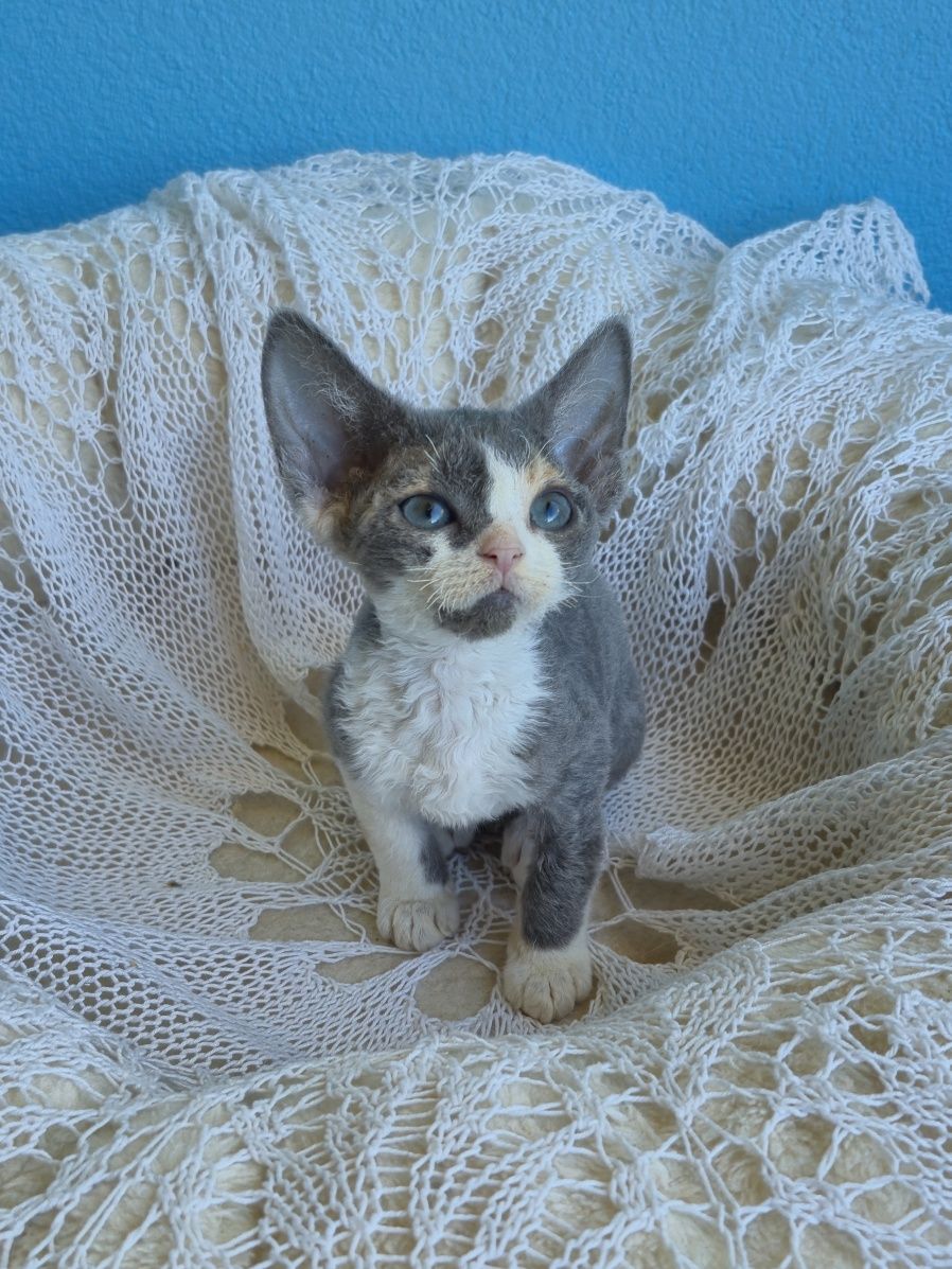 Koteczka Devon Rex FPL