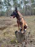 Reproduktor Owczarek Belgijski Malinois