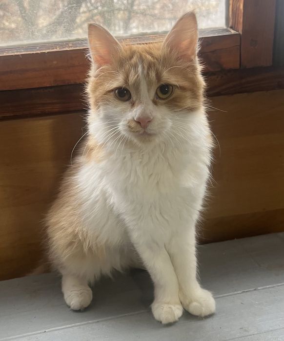 Рыженькая девочка в добрые руки!