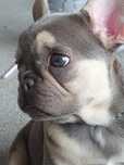 Buldog francuski  / Lilak tan sunia