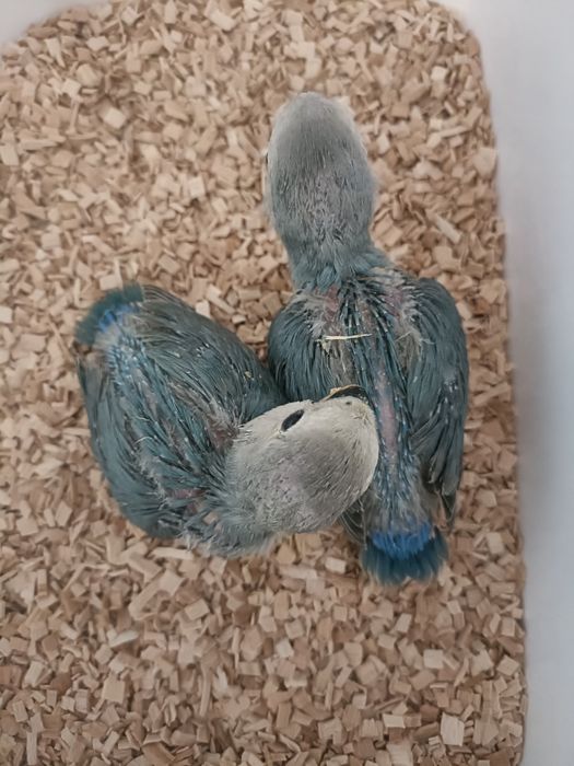 Rosicolis longfeathers para acabar de criar a mao