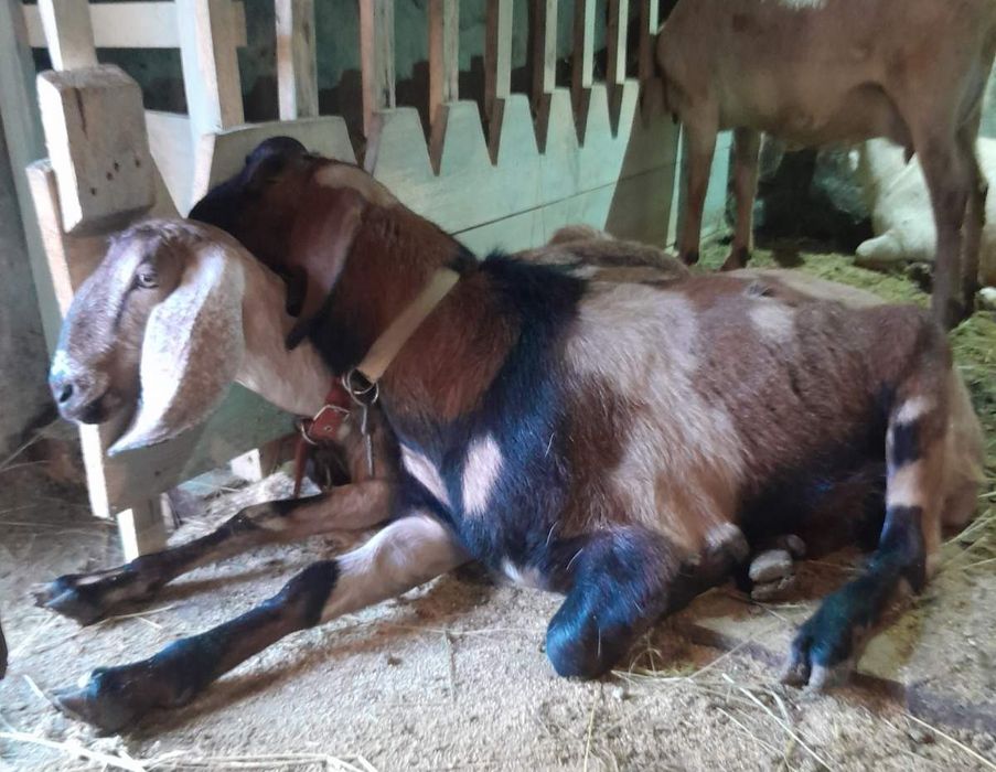 Сім'я АН кіз (козел 100% АН+коза)