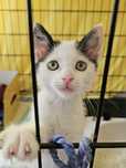 Kropek, cudowny kotek do adopcji
