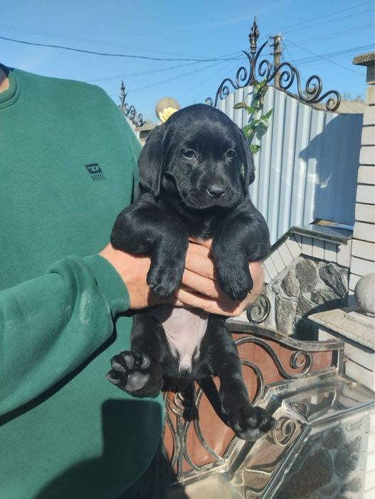 Продам цуценят Лабрадорів