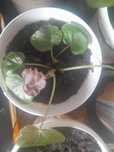 Planta pequena Begónia