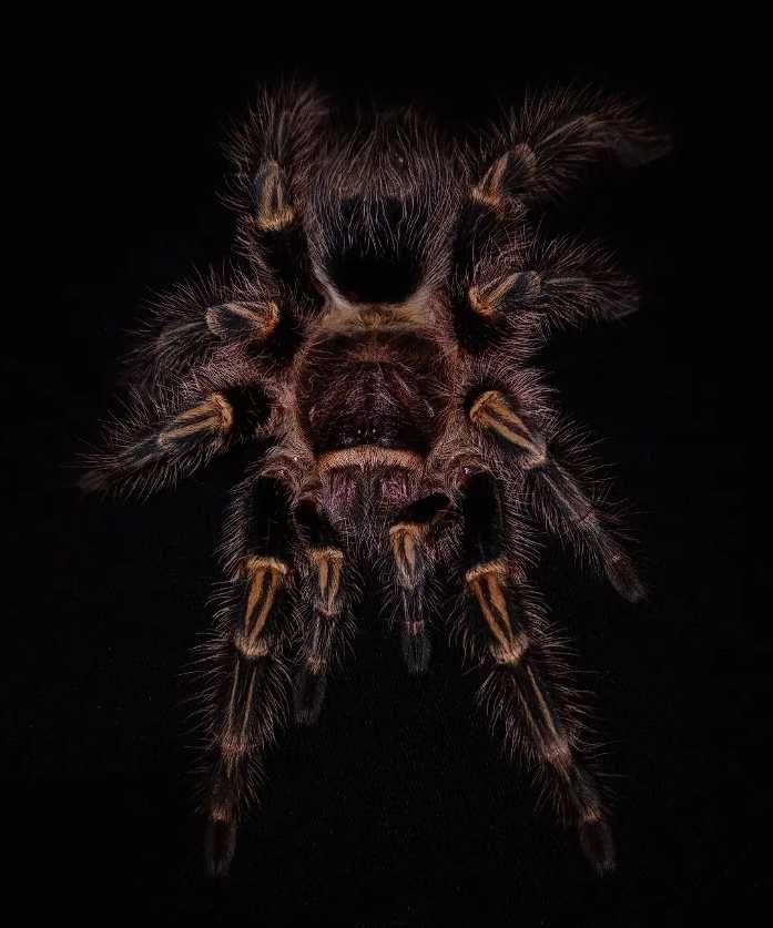 Паук птицеед Grammostola pulchripes (aureostriata) красивые самцы L7+