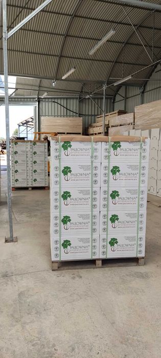 Paulownia Híbrida Turbo Pro torrão de raiz no vaso 600ml