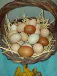 Ovos de galinha biológicos