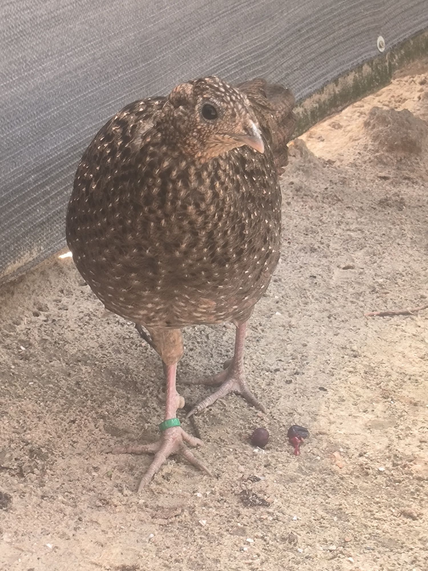 Kura satyr 2021r. Tragopan