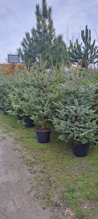 Świerk Srebrny , Pospolity Choinki z własnej plantacji