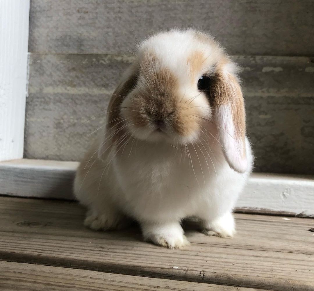 KIT Coelhos anões orelhudos, mini lop adoráveis e super inteligentes