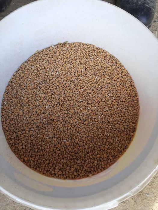 Sprzedam pszenic ozime ościstą