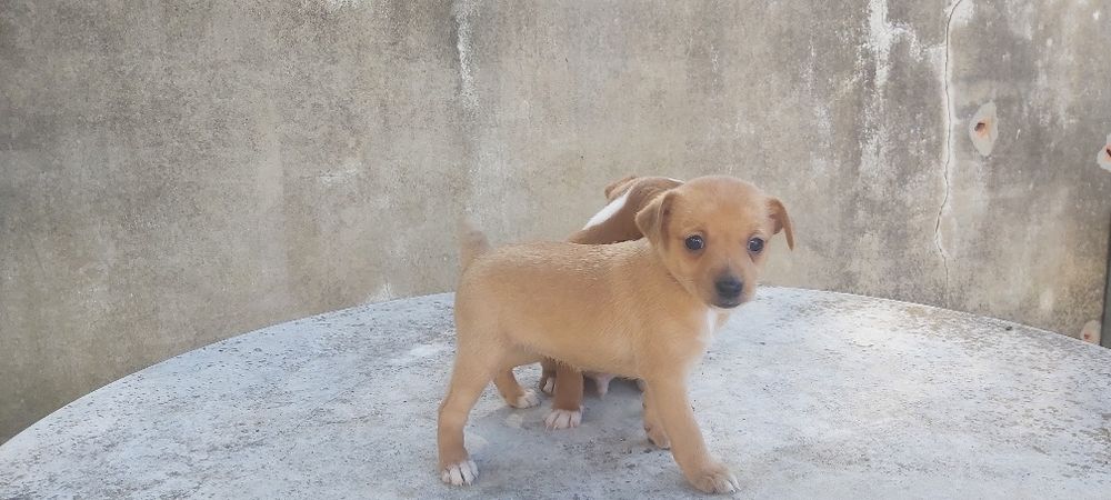 Podengo anão  fêmea