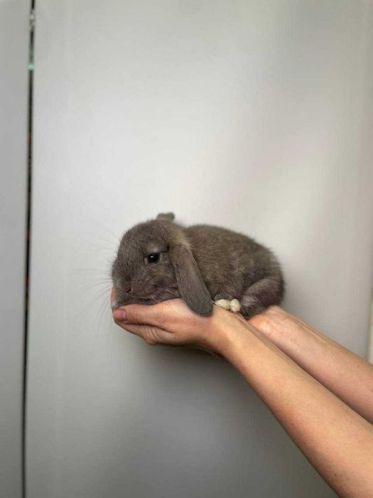 породистые кролики домашние микро и мини вислоушки