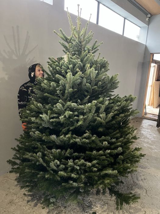 Ялинка жива на новий рік Ялиця Нордмана Преміум пушиста Піхта, Пихта