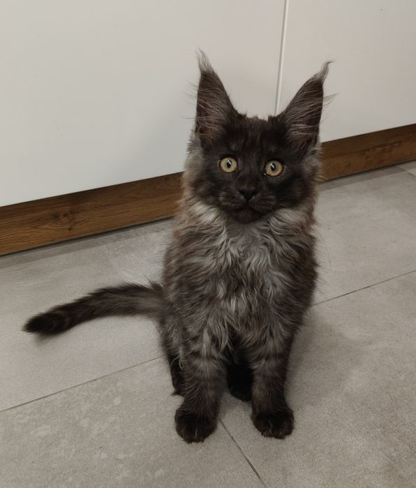 Kiara piękna Maine coon