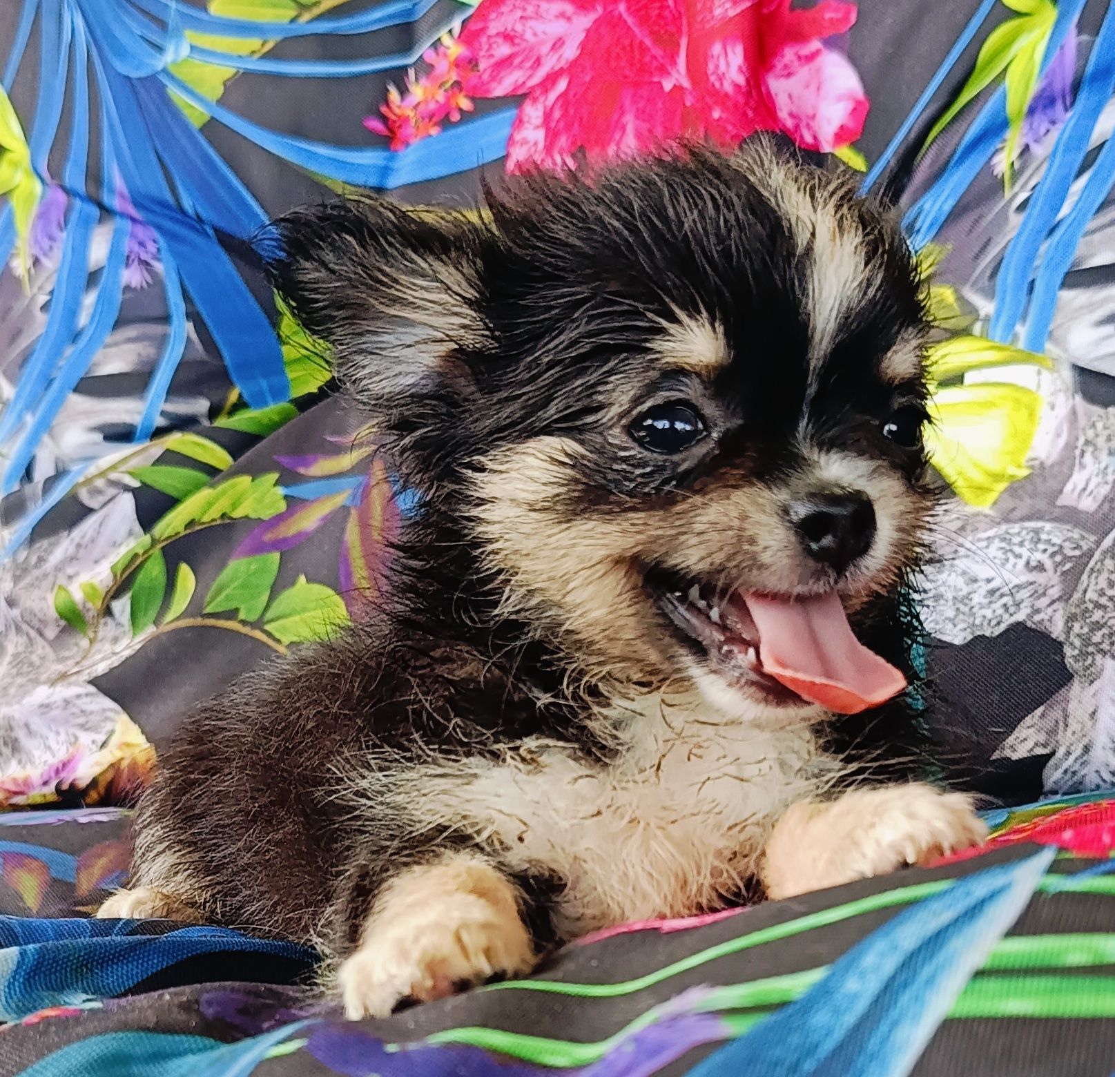 Chihuahua piesek mini XS długowłosy