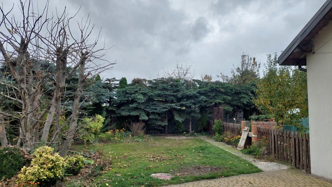 Wycinka drzew, Karczowanie, czyszczenie działek,