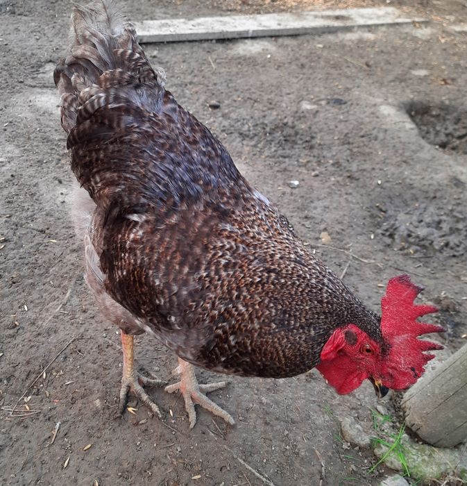 Kogut Dominant Blue koguty dla kur.