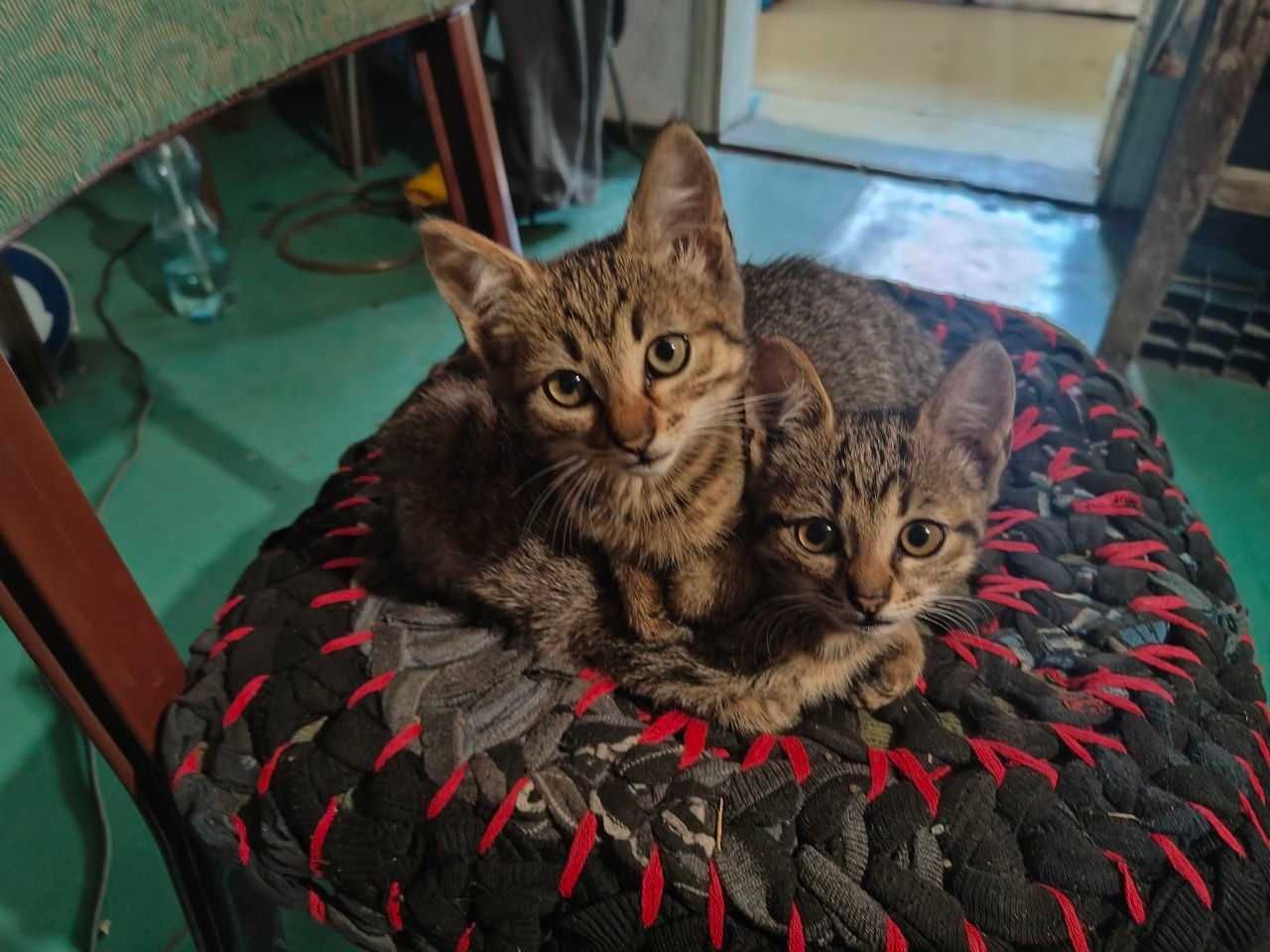 Віддам маленьке кошеня