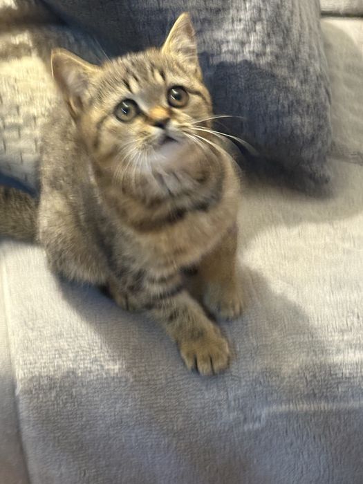 Brytyjski kotka czekoladowa pregowana