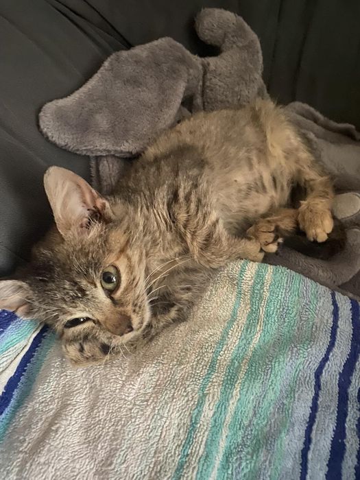 Котенок милый бесплатно. Кот. Кошка. Кошечка. Котята даром