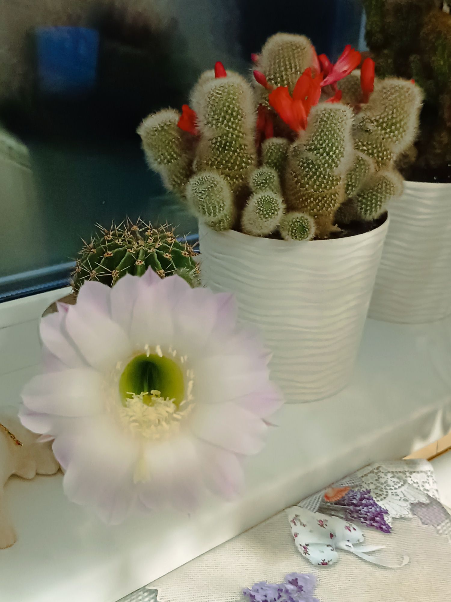 Кактус Echinopsis tubiflora