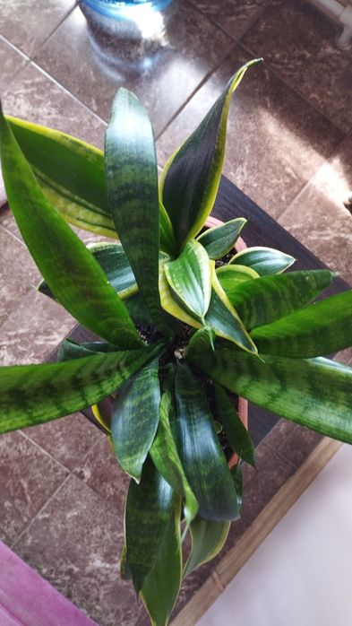 Продам сансевьерию