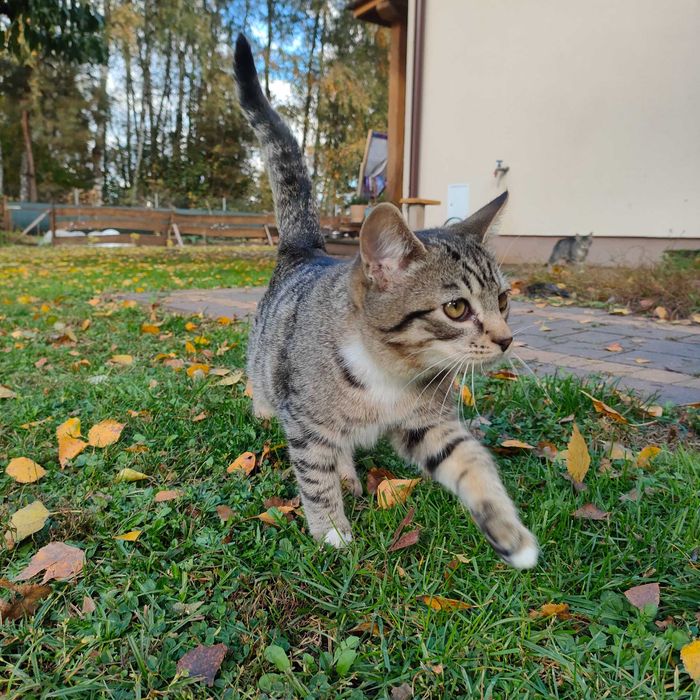 Przygarnij mnie,  jestem spoko kotek