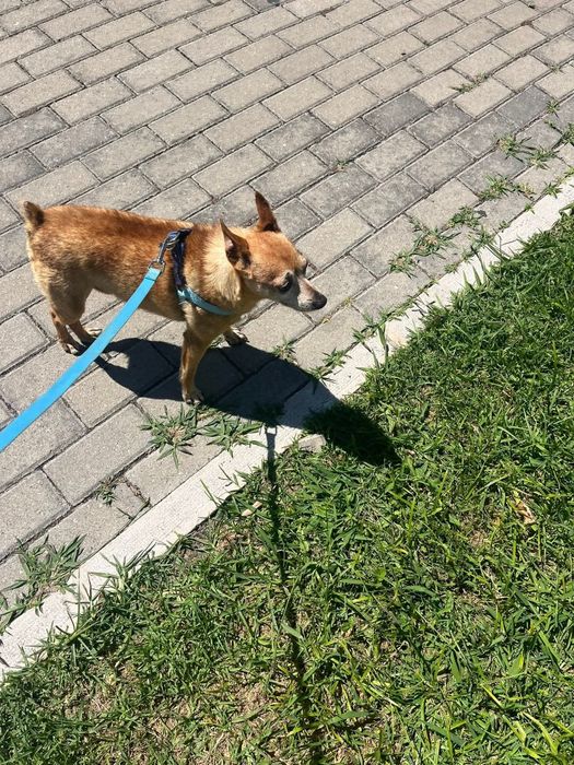 Pinscher com 9 anos